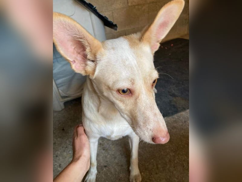 GARBI-zarte Seele möchte endlich in einem liebevollen Für-immer-Zuhause ankommen