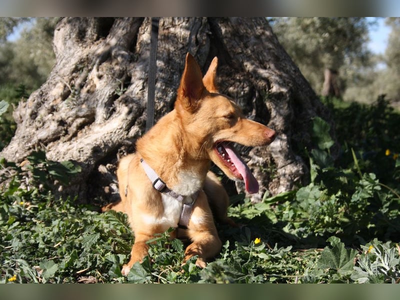 Süßer DYLAN bringt Freude ins Leben und sucht ein liebevolles Zuhause