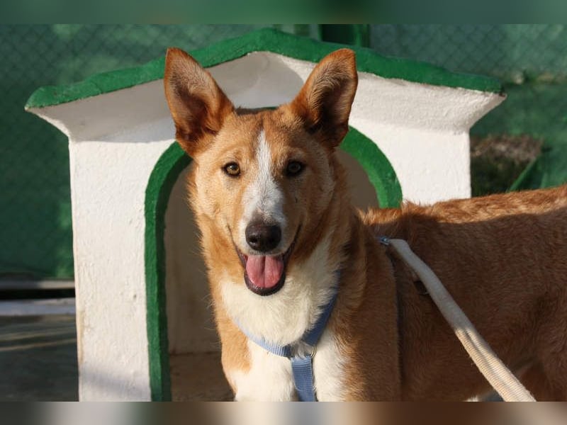 SITA-ein Blick der bleibt und ein Herz voller Lebensfreude sucht seine liebevolle Familie