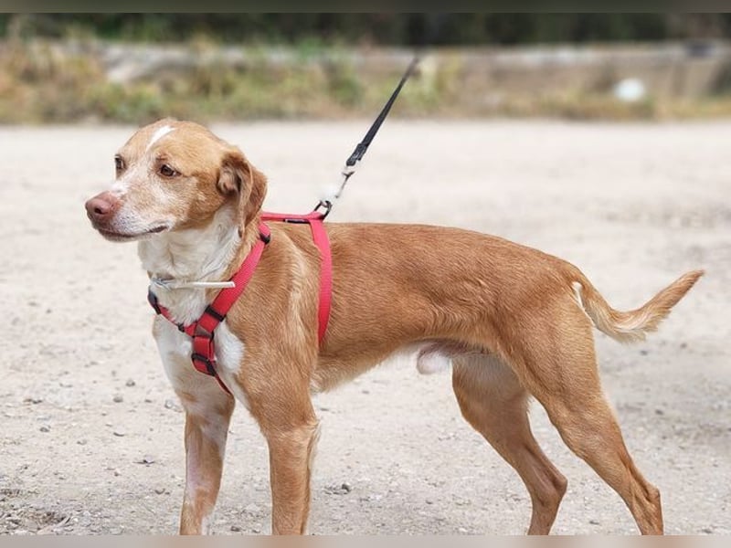 RODRI-besonderer Schatz, lieb, anhänglich wartet sehnsüchtig auf seine liebevolle Für-immer-Familie