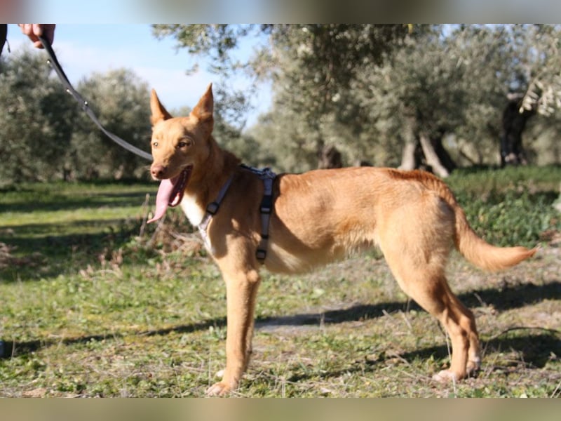 Süßer DYLAN bringt Freude ins Leben und sucht ein liebevolles Zuhause