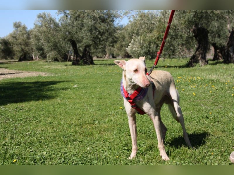 LUCAS-liebenswert, anhänglich, freundlich,  aber nach Ende der Jagdsaison einfach ausgesetzt