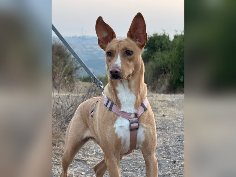 JULIETA-Seele von Hund, berührt die Herzen sucht ein Körbchen mit ihrem Seelengefährten Romeo