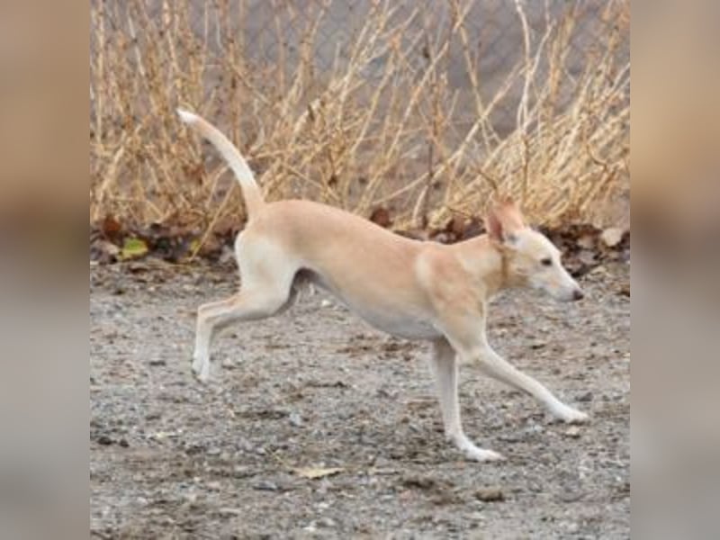 PHENIX - zarter Podenco
