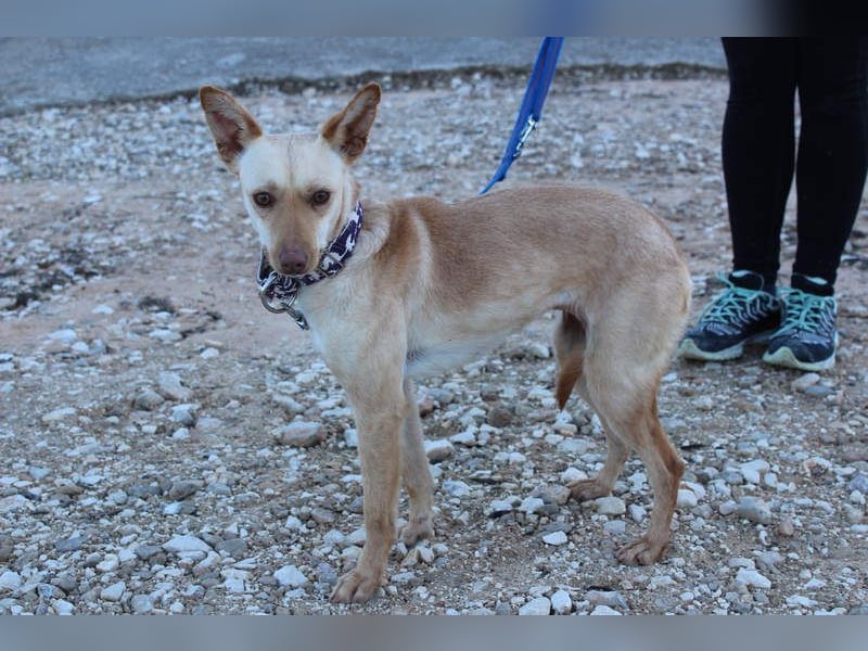 Kleine FUDGE mit riesengroßem, liebenswerten Herzen sehnt sich nach liebevollem Zuhause