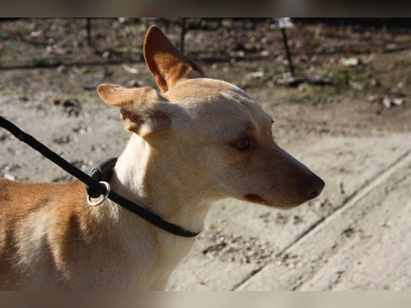 DAISY-zarte, süße Maus einfach ausgesetzt- jetzt wartet sie sehnsüchtig auf liebevolles Zuhause