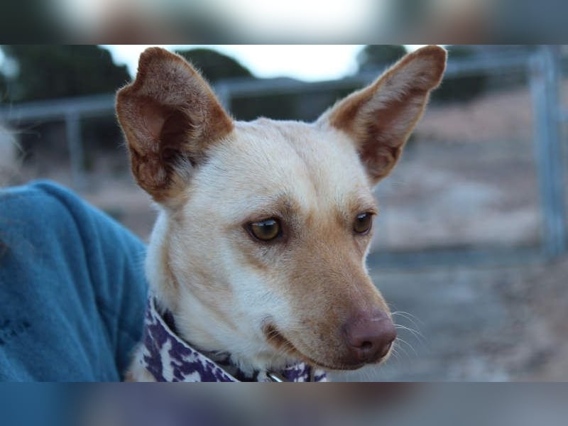 Kleine FUDGE mit riesengroßem, liebenswerten Herzen sehnt sich nach liebevollem Zuhause