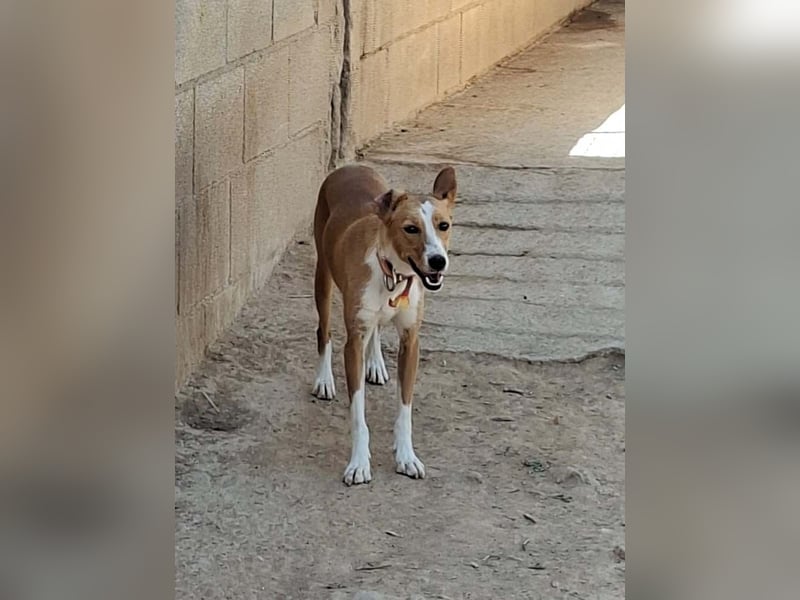 KOKA-wartet im Tierheim sehnsüchtig auf „ihre“ liebevollen Menschen Menschen,