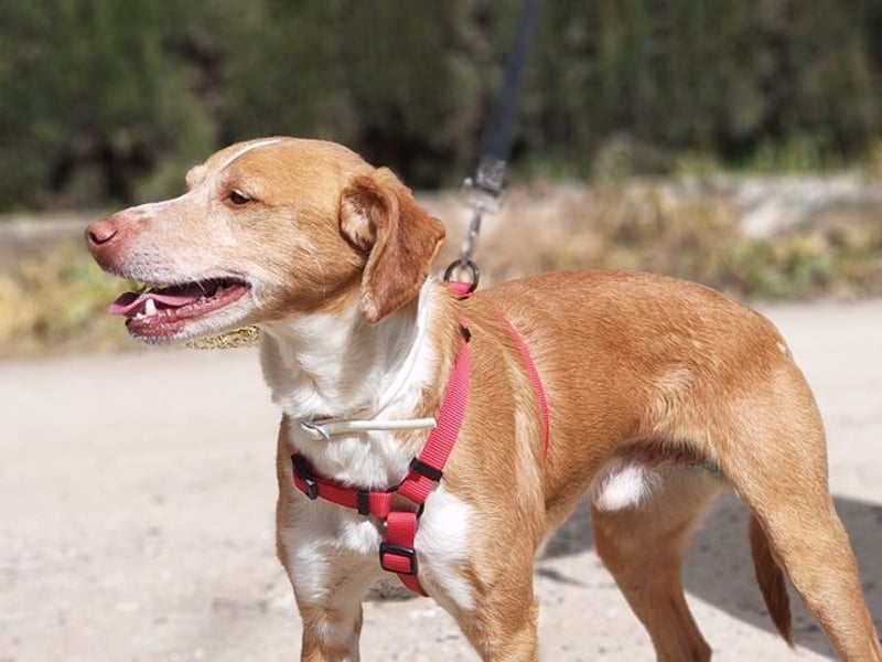 RODRI-besonderer Schatz, lieb, anhänglich wartet sehnsüchtig auf seine liebevolle Für-immer-Familie