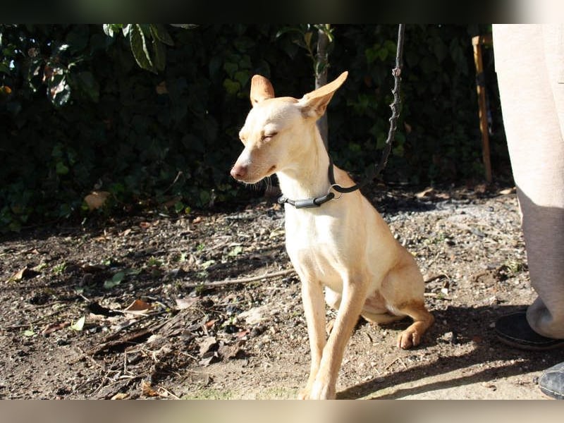DAISY-zarte, süße Maus einfach ausgesetzt- jetzt wartet sie sehnsüchtig auf liebevolles Zuhause