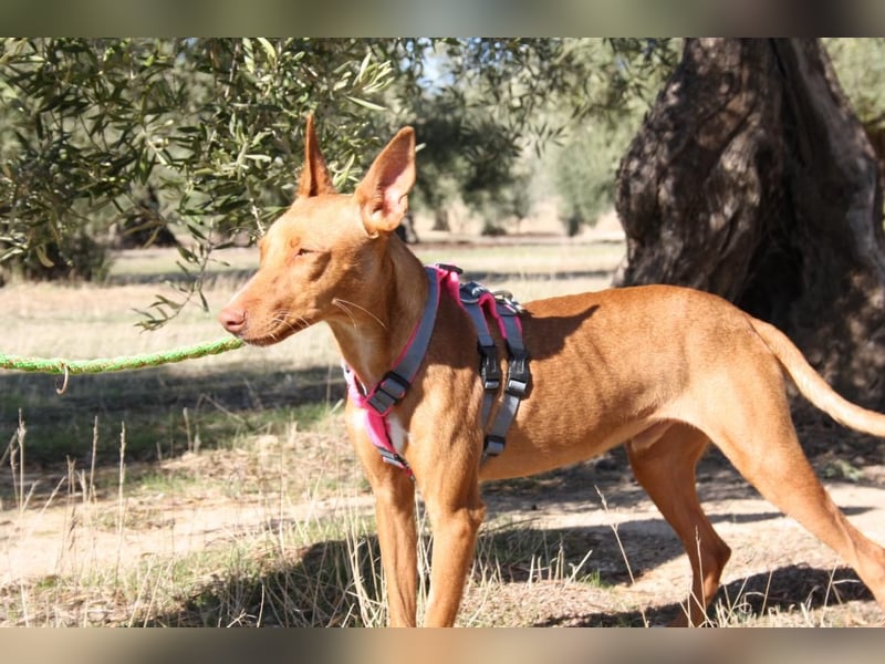 IKER - voller Energie und Lebensfreude