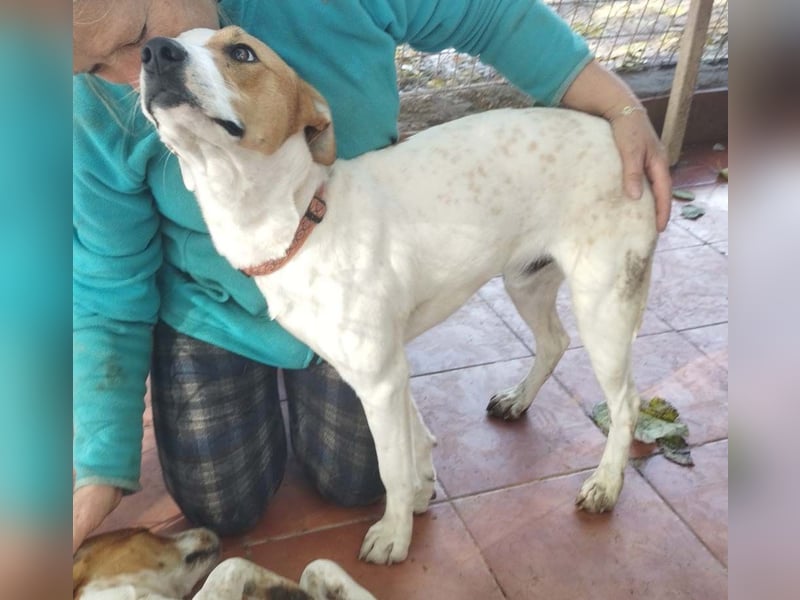 KIKO-kleiner Sonnenschein mit großem Herzen sucht Für-immer-Zuhause