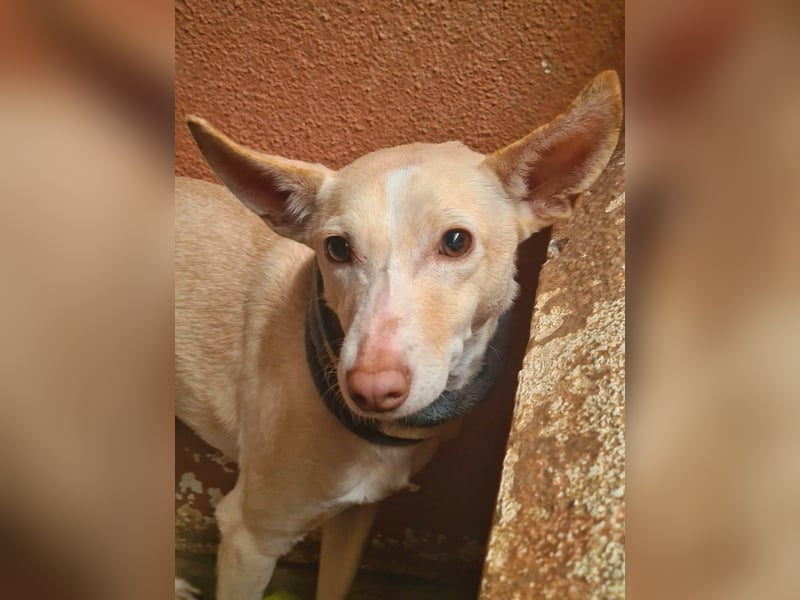 PHENIX - zarter Podenco