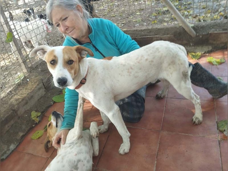 KIKO-kleiner Sonnenschein mit großem Herzen sucht Für-immer-Zuhause