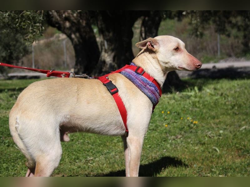 LUCAS-liebenswert, anhänglich, freundlich,  aber nach Ende der Jagdsaison einfach ausgesetzt