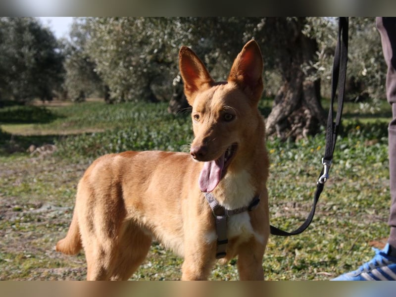 Süßer DYLAN bringt Freude ins Leben und sucht ein liebevolles Zuhause
