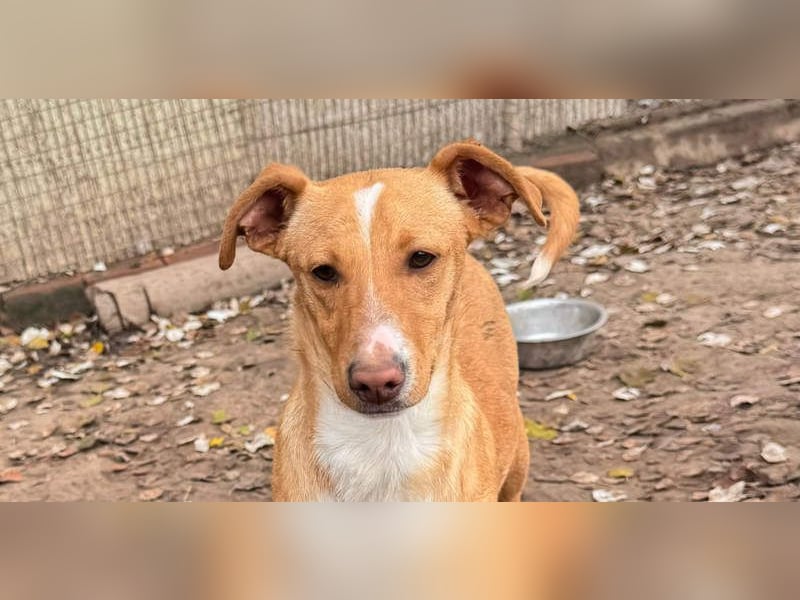 ROBE-gute-Laune-Paket wünscht sich sehnlichst ein liebevolles Zuhause!