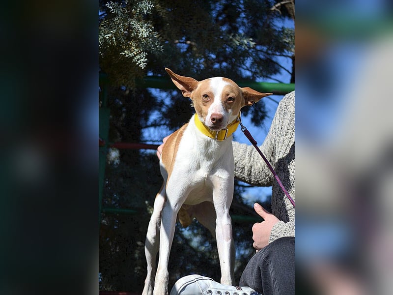 Wunderschöner PINCHO-aus der Tötung gerettet- liebenswert,zutraulich  sucht er endlich seine Familie