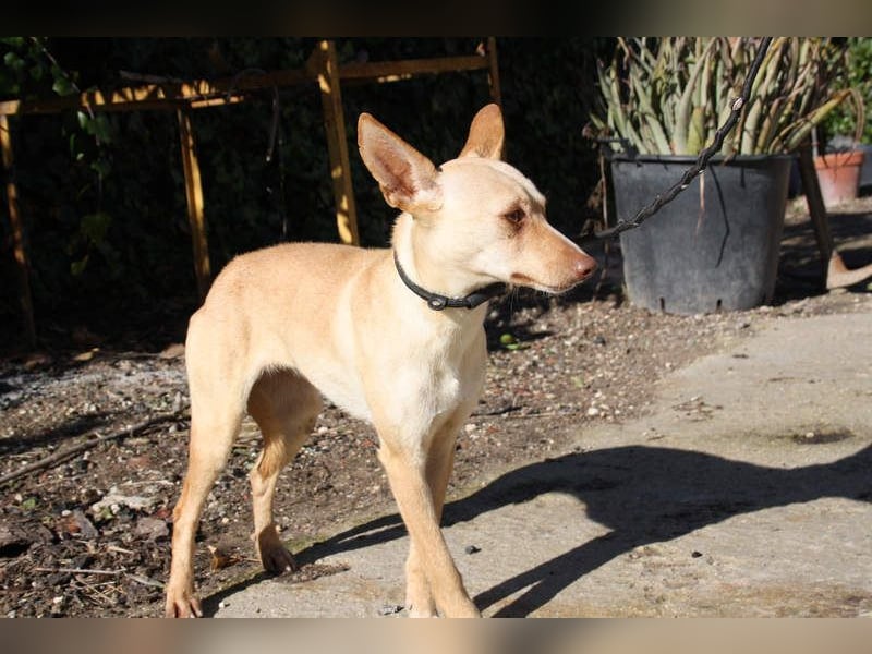 DAISY-zarte, süße Maus einfach ausgesetzt- jetzt wartet sie sehnsüchtig auf liebevolles Zuhause