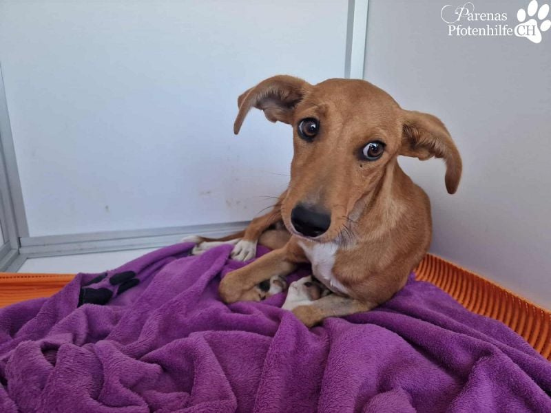 India ist eine liebevolle verschmuste Podenco Mix Hündin