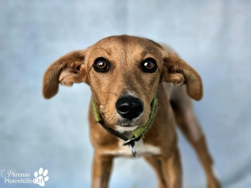 India ist eine liebevolle verschmuste Podenco Mix Hündin