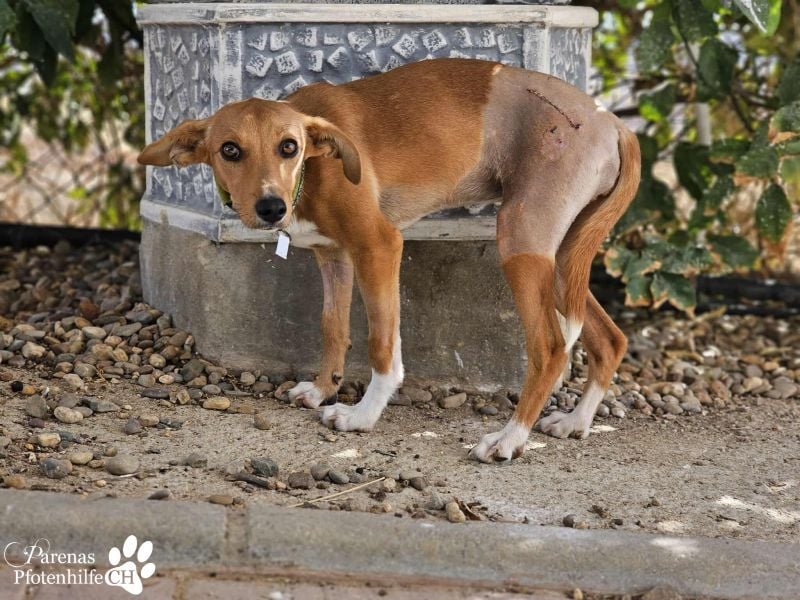 India ist eine liebevolle verschmuste Podenco Mix Hündin