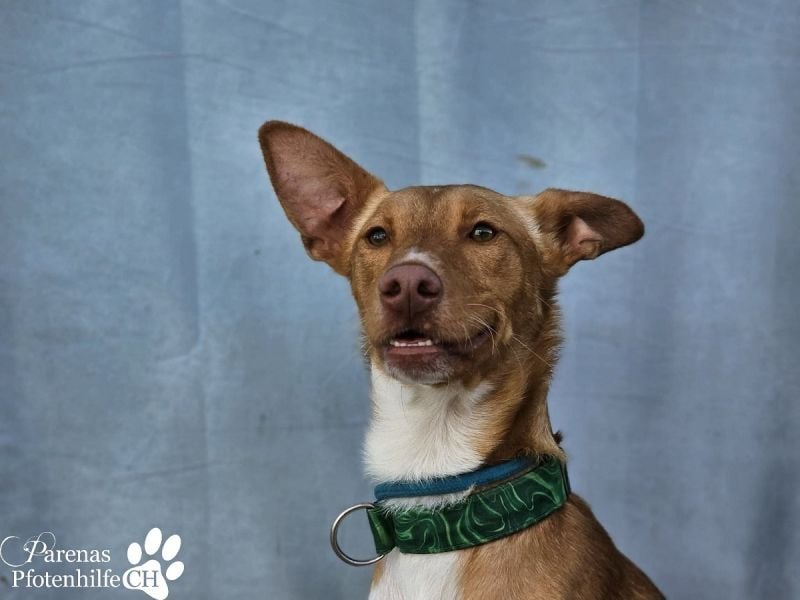 Lias ist sehr menschenbezogen, er sucht ein aktives Zuhause