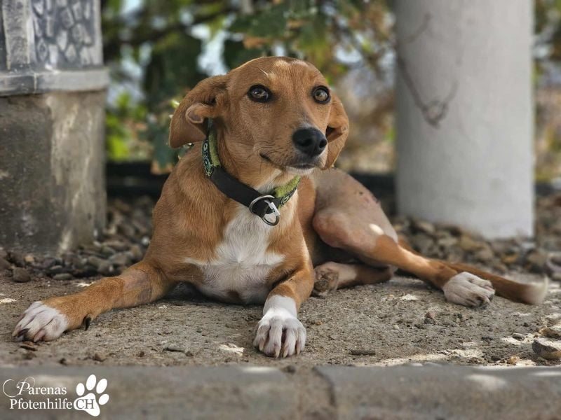 India ist eine liebevolle verschmuste Podenco Mix Hündin