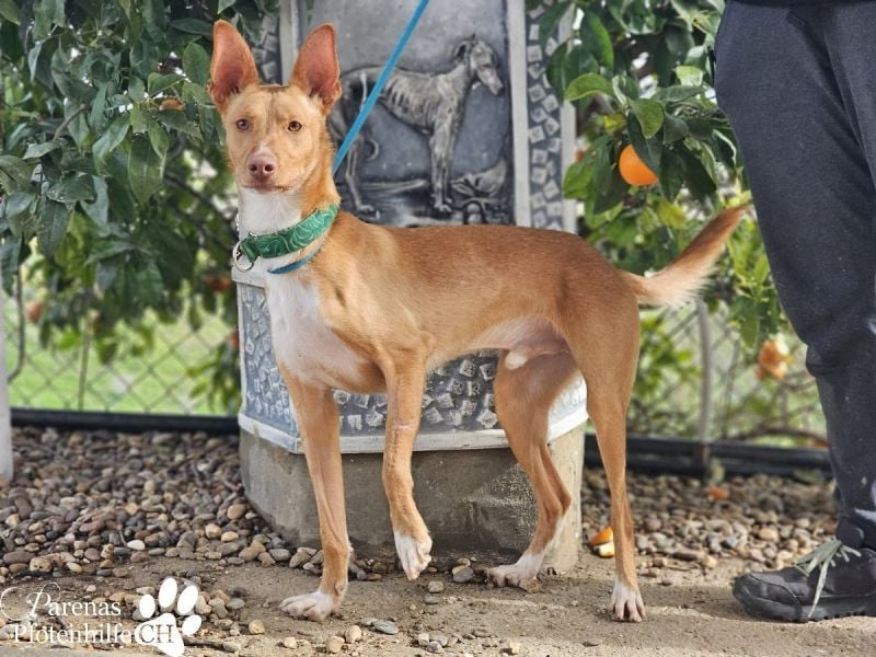 Lias ist sehr menschenbezogen, er sucht ein aktives Zuhause