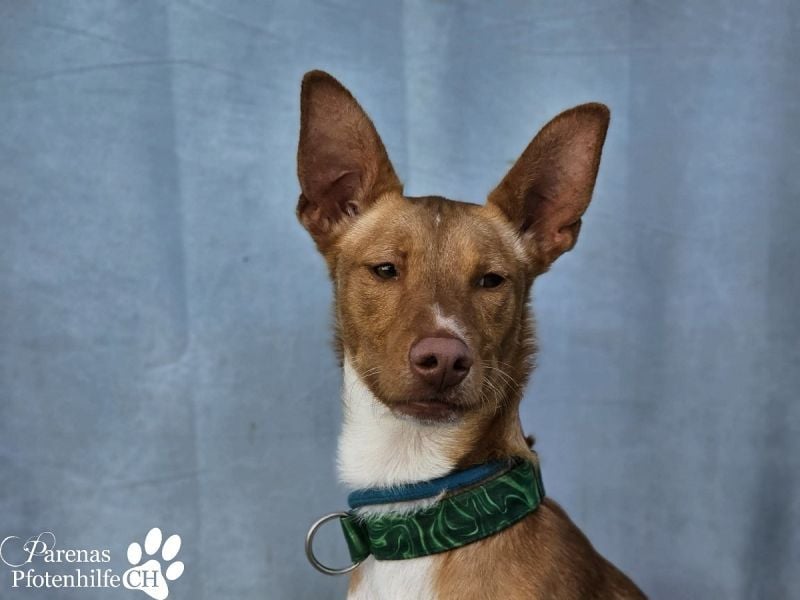 Lias ist sehr menschenbezogen, er sucht ein aktives Zuhause