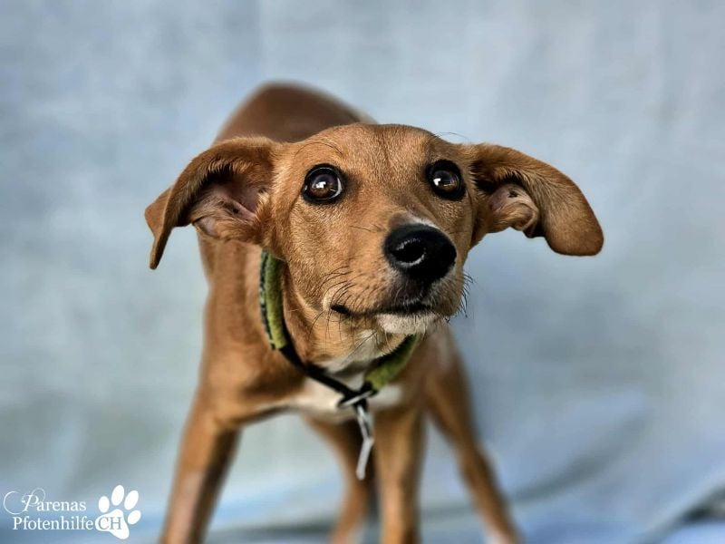 India ist eine liebevolle verschmuste Podenco Mix Hündin