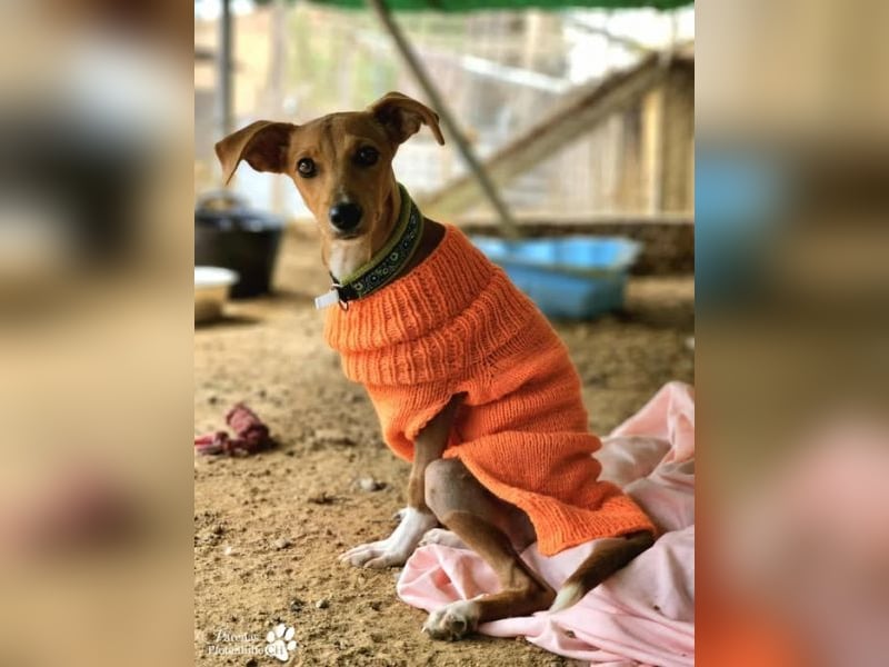 India ist eine liebevolle verschmuste Podenco Mix Hündin