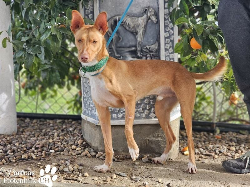 Lias ist sehr menschenbezogen, er sucht ein aktives Zuhause