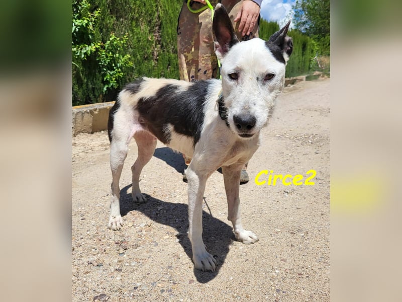 Circe2 geb. 06/2022 (in Deutschland) - verspielte Podenco Bodeguero Mix Hündin!