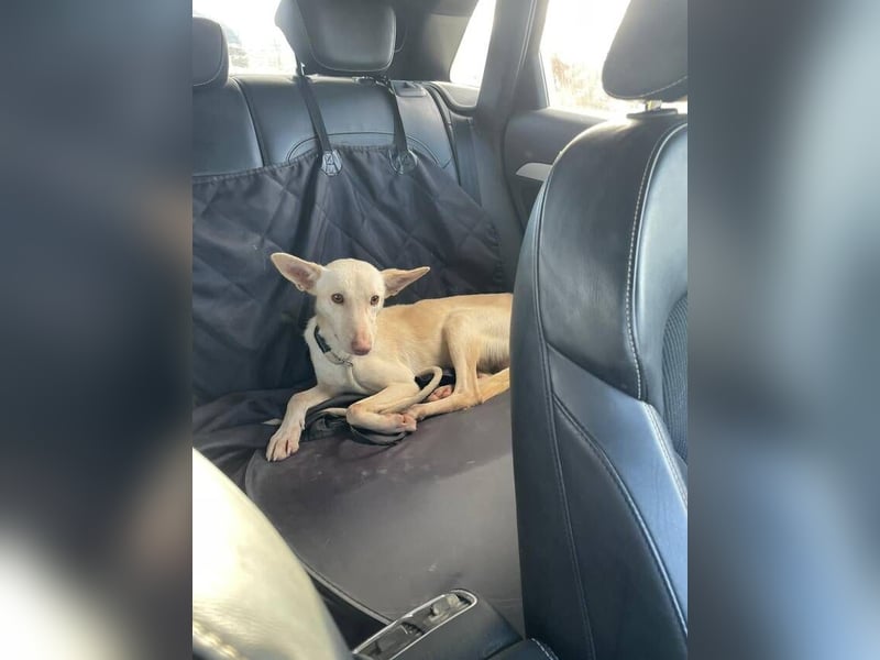 Maus (Spanien) - ein sensibler, unglaublich lieber kleiner Rüde