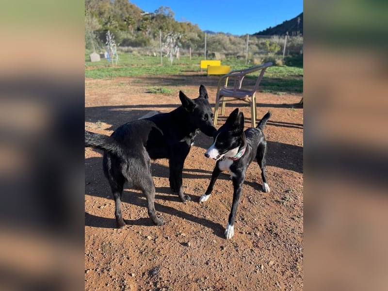 Ryan (Spanien) – lebensfroher Junghund sucht aktive Menschen