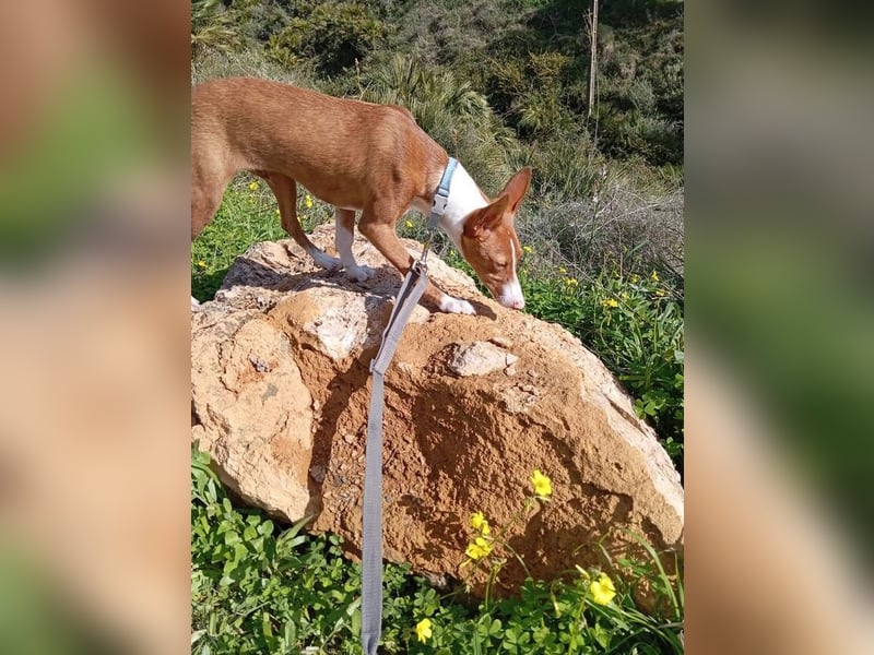 Pepe (Spanien) - kleiner Abenteurer