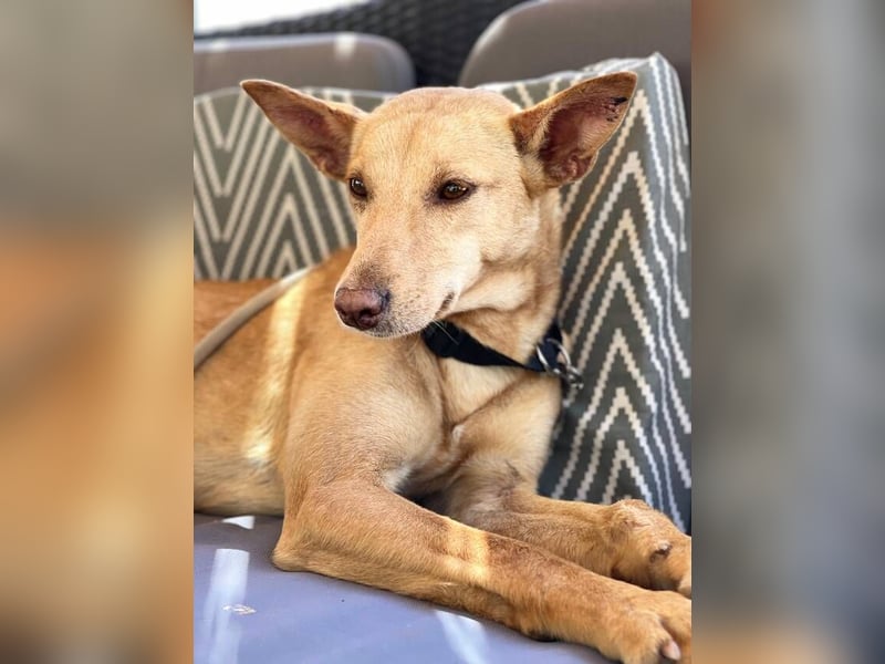 Thelma (Spanien) – eine ausgeglichene Seele sucht ihr Glück