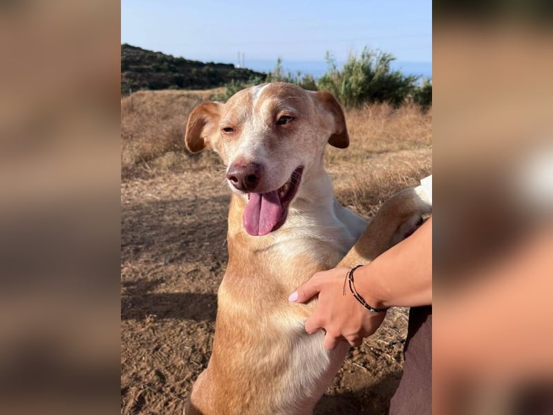 Robin (Spanien) -ein liebenswerter, bezaubernder Mischling