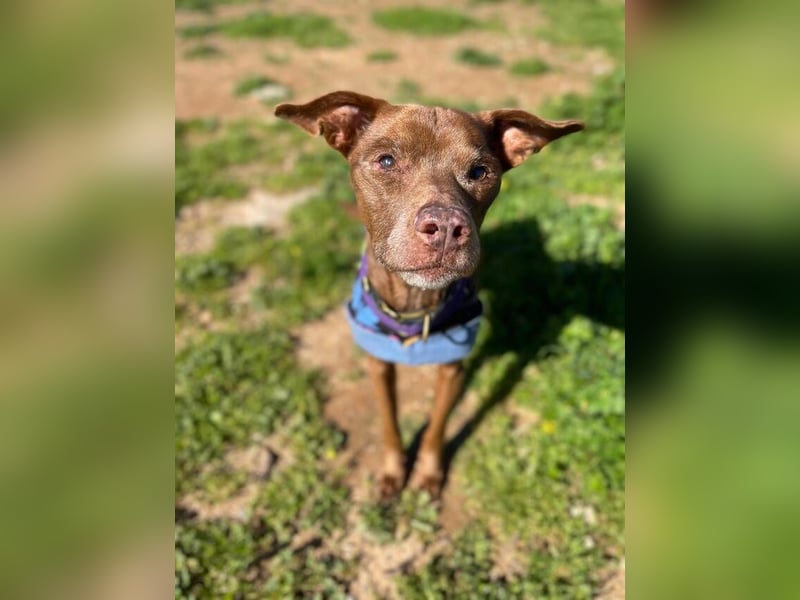 Fito (Spanien) – der süße Podenco-Mischling wird sich auch in dein Herz wedeln