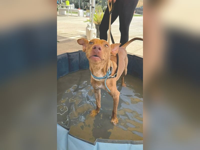 Dobby (Spanien) – Aktiver Wirbelwind sucht dynamische Familie