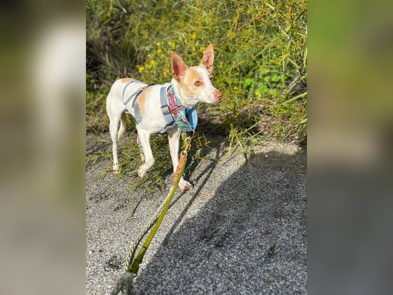 Sevanthi (Spanien) - ruhige, sehr schüchterne Podenco-Hündin