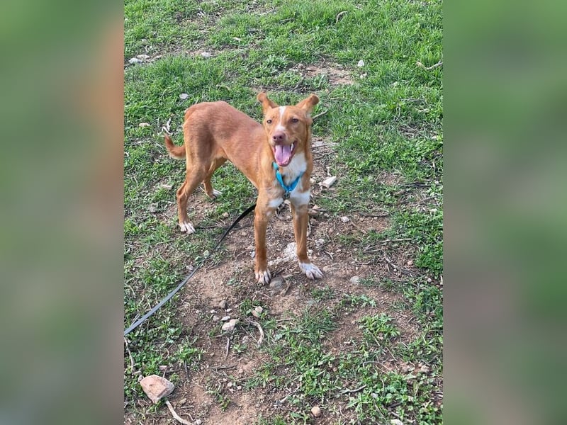 Perico (Spanien - fröhlicher Podencomischling mit lustigen Knickohren.