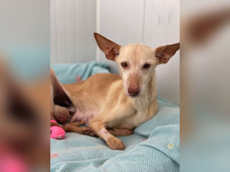 Lucia (Spanien) – zartes Herz sucht einfühlsames Zuhause