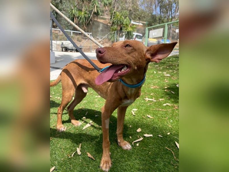 Dobby (Spanien) – Aktiver Wirbelwind sucht dynamische Familie