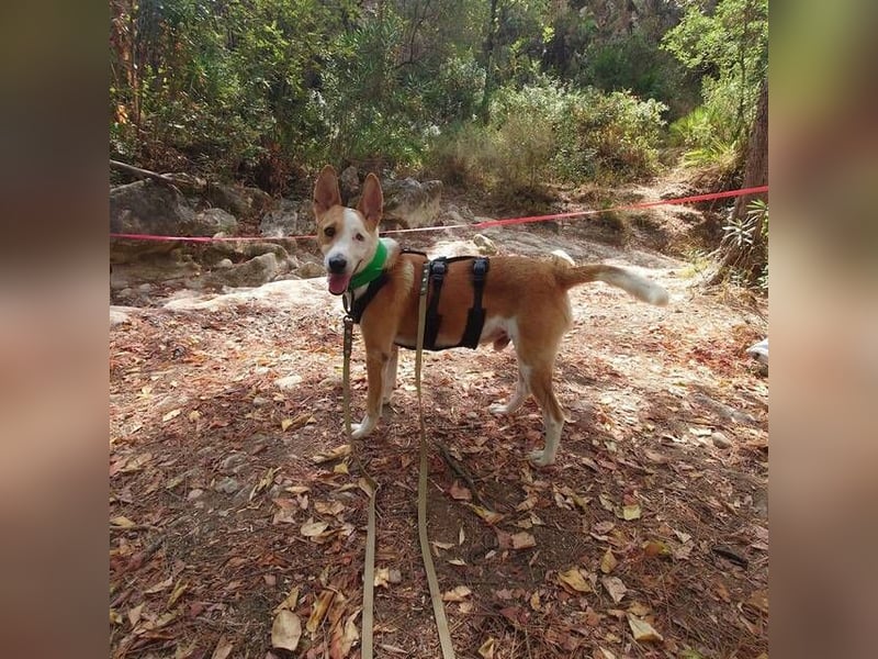 Lopez (Spanien) - menschenbezogener Mischling