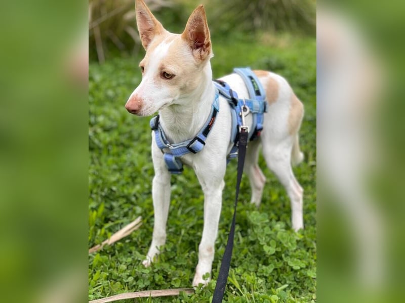 Sevanthi (Spanien) - ruhige, sehr schüchterne Podenco-Hündin