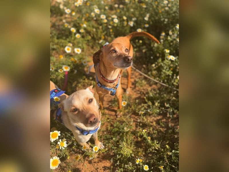 Petunia (Spanien) - blüht beim freien Spiel im Auslauf auf
