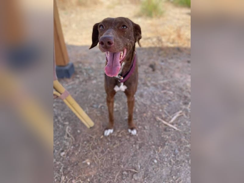 Latina (Spanien) – sanfte Podenco-Dame sucht ein ruhiges Zuhause