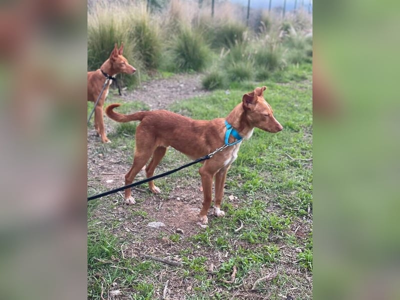 Perico (Spanien - fröhlicher Podencomischling mit lustigen Knickohren.